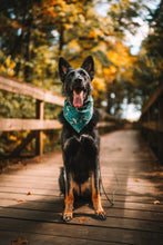 Load image into Gallery viewer, Firefly Forest