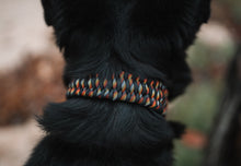 Load image into Gallery viewer, Trilobite Paracord Buckle Dog Collar