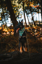 Load image into Gallery viewer, Firefly Forest