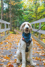 Load image into Gallery viewer, MYSTERY Bandana